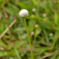 Eriocaulon quinquangulare L.